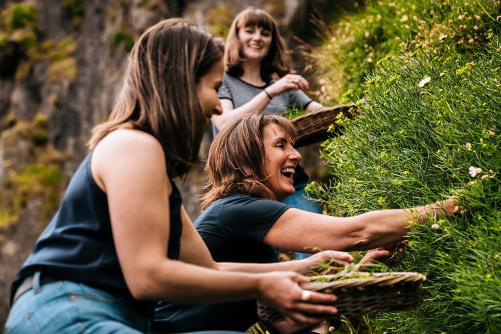 Rock samphire harvesting